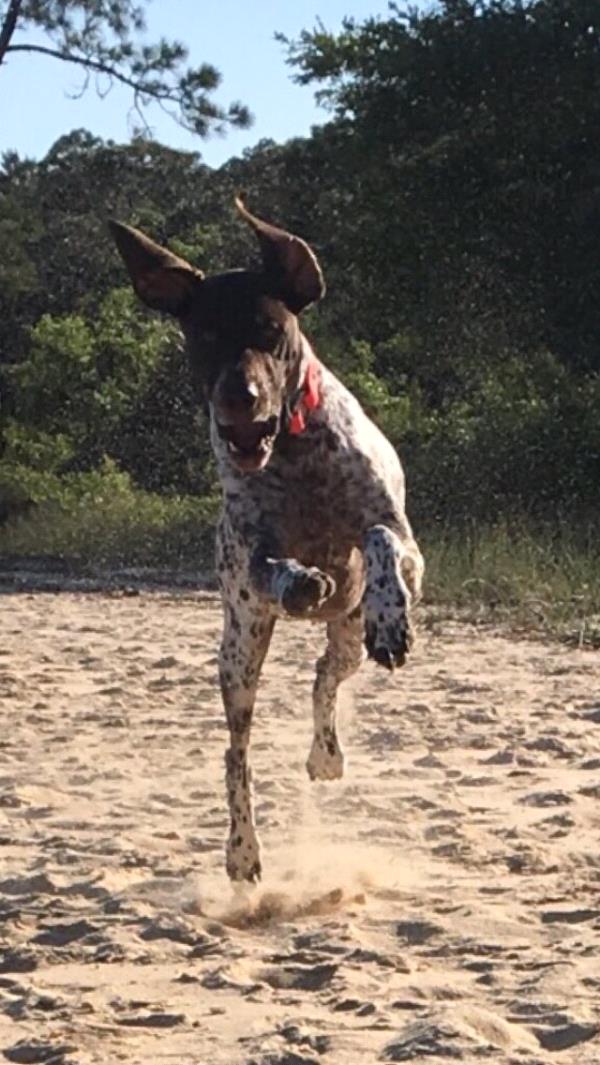 /images/uploads/southeast german shorthaired pointer rescue/segspcalendarcontest2019/entries/11763thumb.jpg